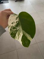 Monstera variegata stek, Huis en Inrichting, Ophalen of Verzenden