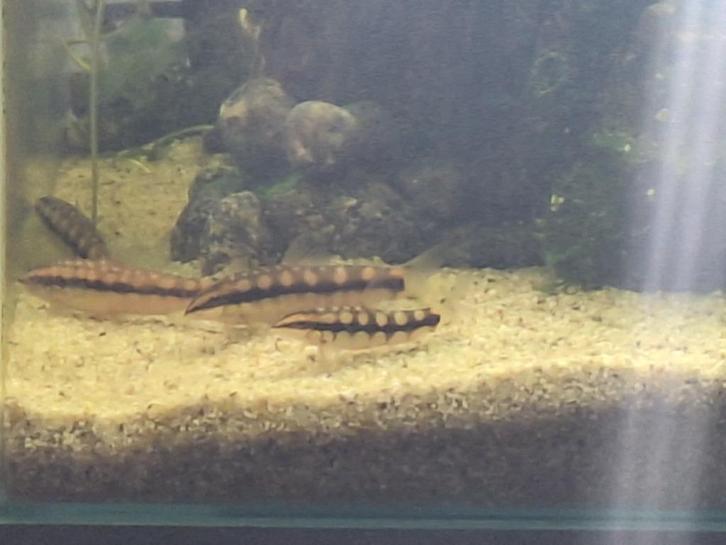 Ambastaia sidthimunki – Dwerg Botia , 4 stuks, Dieren en Toebehoren, Vissen | Aquaria en Toebehoren, Ophalen of Verzenden