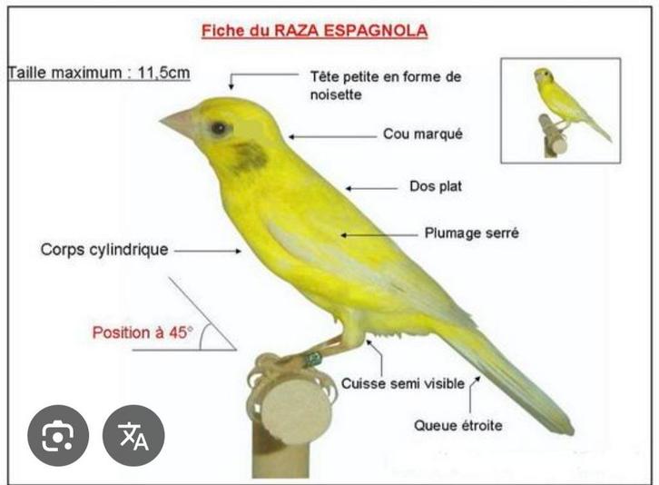 Op zoek naar koppel intensieve raza's, Dieren en Toebehoren, Vogels | Parkieten en Papegaaien