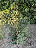 Osmanthus Burkwoodii, Tuin en Terras, Planten | Struiken en Hagen, Ophalen, Struik, Minder dan 100 cm