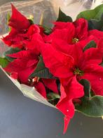 Kerstroos / kerstster - hoogte circa 45 cm, Enlèvement