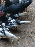 Broedeieren bonte leghorn, Dieren en Toebehoren, Pluimvee, Geslacht onbekend, Kip