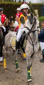 Pony te koop, Animaux & Accessoires, Poneys, Vermifugé, Poney de dressage, Poney D (1.37 m à 1.48m), Ne s'applique pas