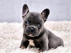 Franse bulldog, Dieren en Toebehoren, Honden | Bulldogs, Pinschers en Molossers, België, Fokker | Hobbymatig, CDV (hondenziekte)