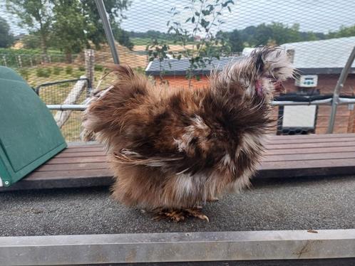 USA Zijdehoender | Haan | Choco mottled krul, Dieren en Toebehoren, Pluimvee, Kip, Mannelijk