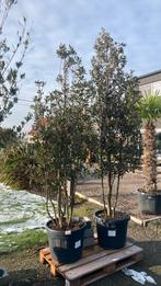 Steeneik meerstam, Tuin en Terras, Planten | Bomen, Ophalen