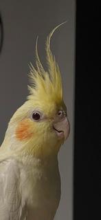 Valkparkiet tam, Mannelijk, Parkiet, Tam