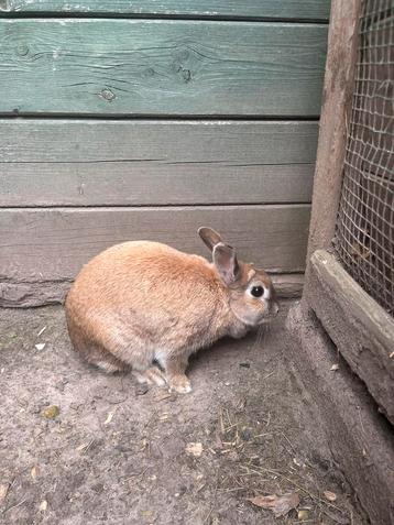 Lapin, Mâle, Taille moyenne, 3 à 5 ans
