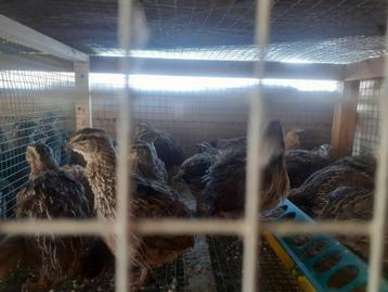 Poules et coqs de caille géants japonais 