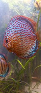 10 piwowarski red turquoise discussen met oa kweekkoppel, Dieren en Toebehoren
