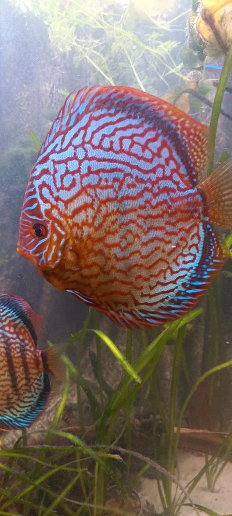 10 piwowarski red turquoise discussen met oa kweekkoppel, Dieren en Toebehoren, Vissen | Aquariumvissen