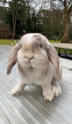 Lieve franse hangoren in div mooie kleuren, Plusieurs animaux, Grand, Oreilles tombantes, 0 à 2 ans