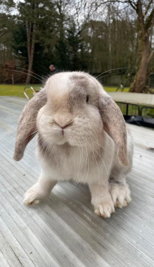 Lieve franse hangoren in div mooie kleuren, Dieren en Toebehoren, Konijnen, Groot, Meerdere dieren, 0 tot 2 jaar, Hangoor