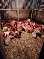 Slacht hanen, Dieren en Toebehoren