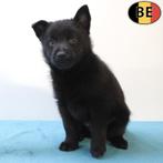 Uniek Belgisch ras - Schipperke pups beschikbaar, België, CDV (hondenziekte), 8 tot 15 weken, Meerdere