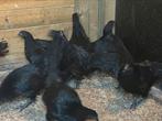 Ayam cemani, Dieren en Toebehoren
