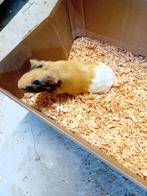 Cavia, Dieren en Toebehoren, Knaagdieren, Vrouwelijk, Cavia