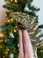 Mt. Koghis leachianus vrouw, Lézard, Domestique, 0 à 2 ans