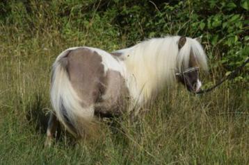 Juments Poneys Shetland taille super miniature