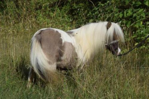 Juments Poneys Shetland taille super miniature, Animaux & Accessoires, Chevaux & Poneys | Étalons & Juments poulinières, Plusieurs animaux