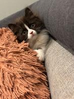 1 brits korthaar kitten en 1 brits langhaar, Dieren en Toebehoren, Katten en Kittens | Raskatten | Korthaar, Kater, Gechipt, 0 tot 2 jaar