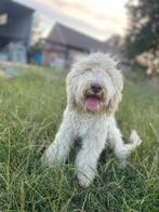 Mooie Labradoodle pups., Dieren en Toebehoren, Honden | Retrievers, Spaniëls en Waterhonden, België, CDV (hondenziekte), 8 tot 15 weken