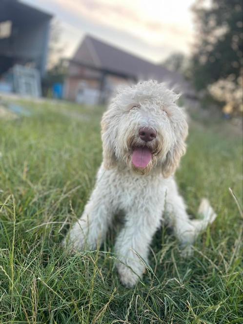 Mooie Labradoodle pups., Dieren en Toebehoren, Honden | Retrievers, Spaniëls en Waterhonden, Meerdere dieren, Labrador retriever