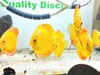 Discus yellow panda en yellow crystal, Vis, Zoetwatervis, Schoolvis