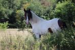 Superleuke 2.5 jarige, Dieren en Toebehoren, Hengst, Minder dan 160 cm, Recreatiepaard