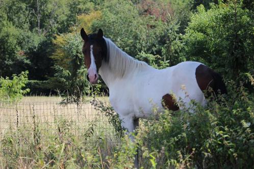 Superleuke 2.5 jarige, Dieren en Toebehoren, Paarden, Hengst, Minder dan 160 cm, Recreatiepaard