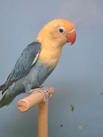 Ficheri:  turquiose blue opaline 2025 beschikbaar voor biedingen