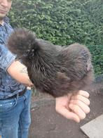 4Zijdenhoen hennen + 1zijdehoen hen met 3 kuikens., Dieren en Toebehoren, Kip