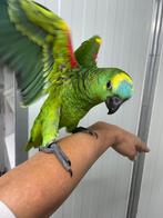 papegaai blauwvoorhoofd amazone -super tam, Dieren en Toebehoren, Vogels | Parkieten en Papegaaien, Meerdere dieren, Papegaai