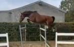 Springpaarden te koop, Dieren en Toebehoren, Paarden, Meerdere dieren, Niet van toepassing, Springpaard, 3 tot 6 jaar