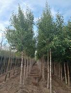 Bouleaux sur tige | Disponible en différentes tailles, Enlèvement ou Envoi, Automne