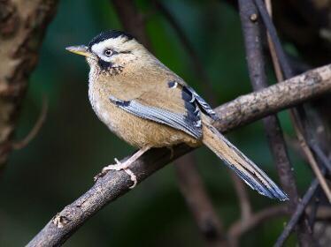 GARRULAX CINERACEUS bruinmaskergaailijster, Dieren en Toebehoren, Vogels | Overige Vogels, Geringd