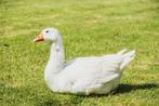 Witte gans ( man), Dieren en Toebehoren, Pluimvee, Mannelijk, Gans of Zwaan