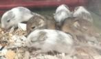 6 jonge gerbils pups, Dieren en Toebehoren, Knaagdieren, Meerdere dieren, Overige typen, Tam, September
