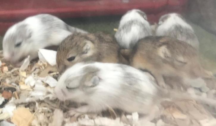 6 jonge gerbils pups, Dieren en Toebehoren, Knaagdieren, Meerdere dieren, Overige typen, September, Tam