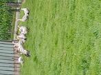 ganzen, Mei, Meerdere dieren