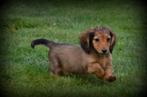 Teckel pups langharig, Dieren en Toebehoren, België, Reu, CDV (hondenziekte), 8 tot 15 weken