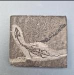 Gefossiliseerd dier - Keichousaurus hui - 62 mm - 57 mm, Ophalen of Verzenden