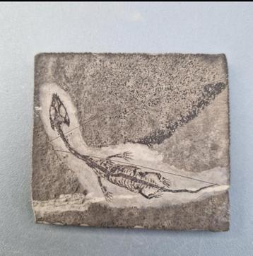 Gefossiliseerd dier - Keichousaurus hui - 62 mm - 57 mm beschikbaar voor biedingen