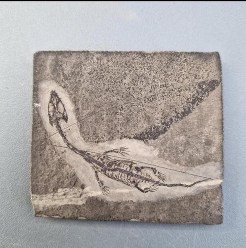Gefossiliseerd dier - Keichousaurus hui - 62 mm - 57 mm, Antiek en Kunst, Curiosa en Brocante, Ophalen of Verzenden