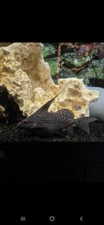 Synodontis eupterus +-20cm, Dieren en Toebehoren, Vissen | Aquariumvissen, Vis, Zoetwatervis