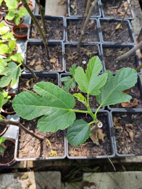 Vijgenboom, Tuin en Terras, Planten | Fruitbomen, Vijgenboom, Minder dan 100 cm, Volle zon, Bloeit niet, In pot, Ophalen