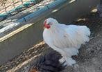 Peking haan kriel2025, Dieren en Toebehoren, Mannelijk, Kip
