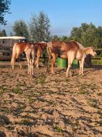 Haflinger merries met veulens, Dieren en Toebehoren, Merrie