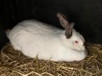 Voedster Californian, Dieren en Toebehoren, Konijnen, Vrouwelijk, Groot, 0 tot 2 jaar
