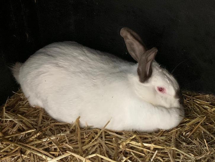 Voedster Californian, Dieren en Toebehoren, Konijnen, Groot, Vrouwelijk, 0 tot 2 jaar